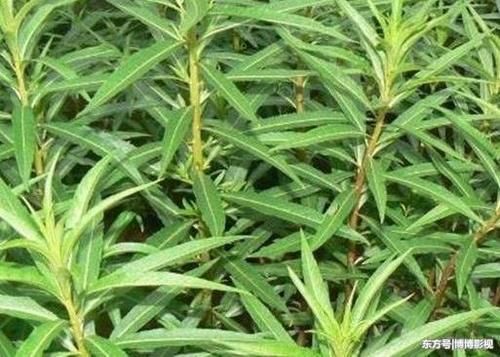 蒲公英:蒲公英被列为"药食两用"植物.它是中医常用的中草药.