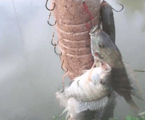 矿泉水瓶里挂满鱼钩后拿去钓鱼,拿上来后,上面