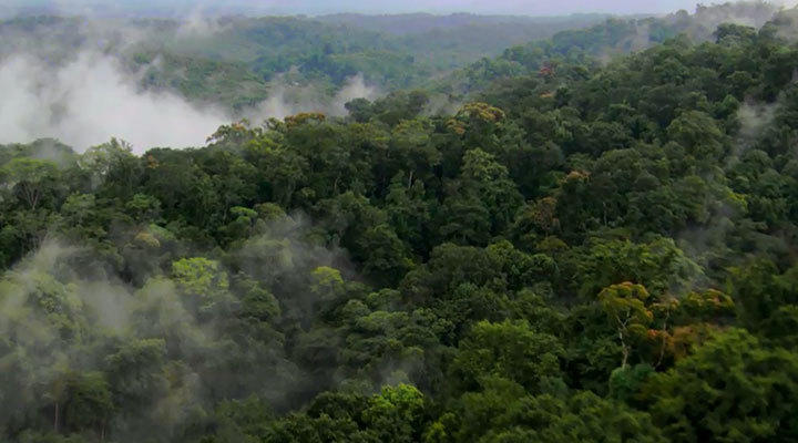 《大自然在说话》雨林 《大自然在说话》雨林
