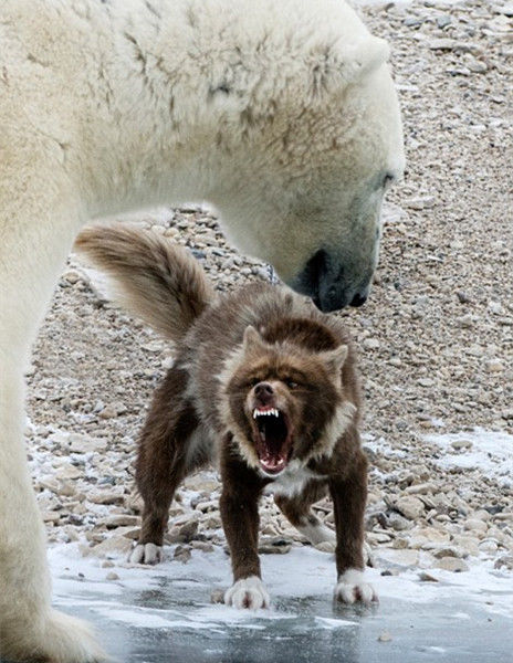 北极熊欲和汪星人交朋友,怎料却遭嫌弃,结局让人意外
