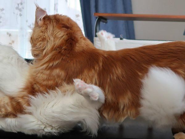 整个身体都往白猫身上压过去,一不小心就把白猫给扑倒了,更逗的是白猫