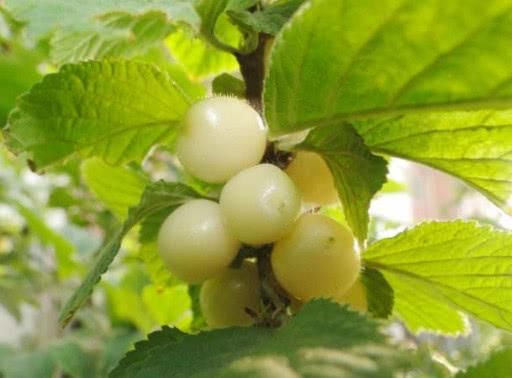 树上长着的这"白珍珠",你吃过没?其营养价值可是比樱桃还要高