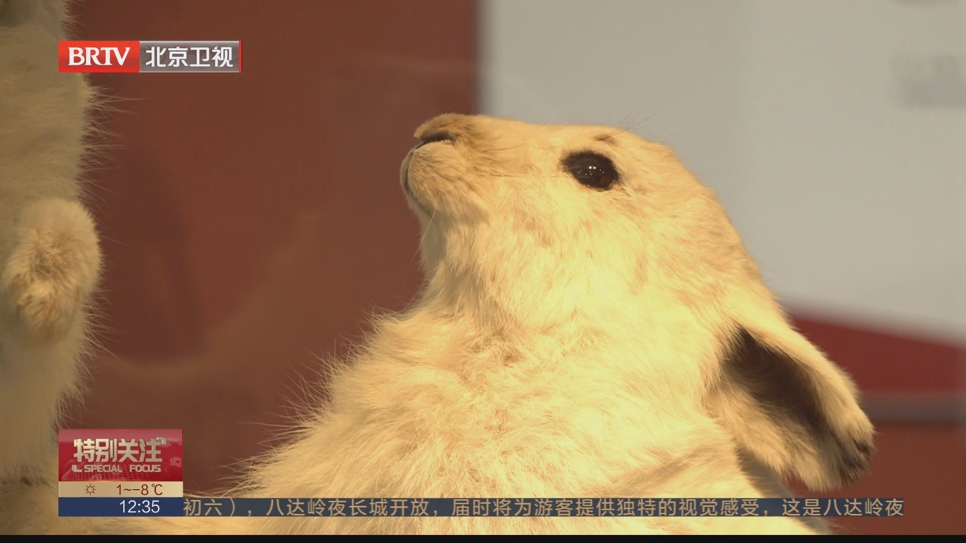 新春观展 大展宏“兔”