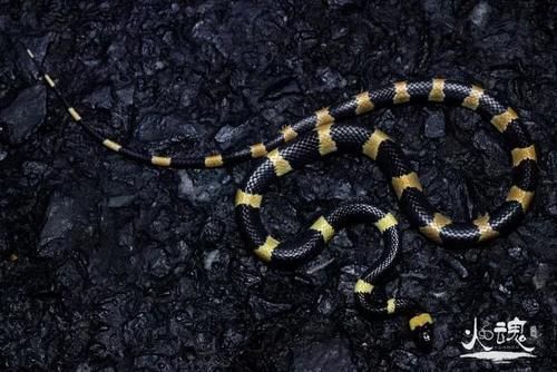 探访浙江天目山,寻找那里的两栖爬行类