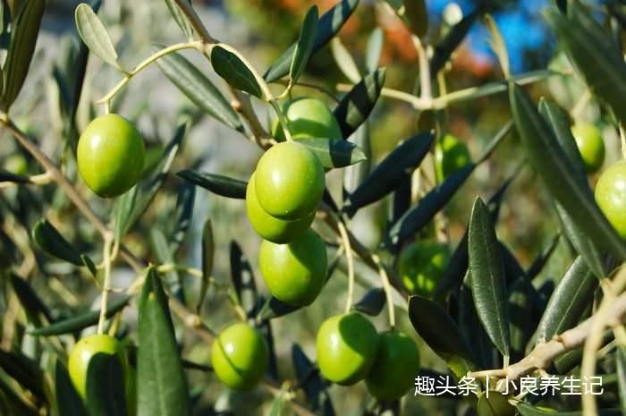 什么水果清热化痰最快 t01076320d6b90ab0b1.jpg