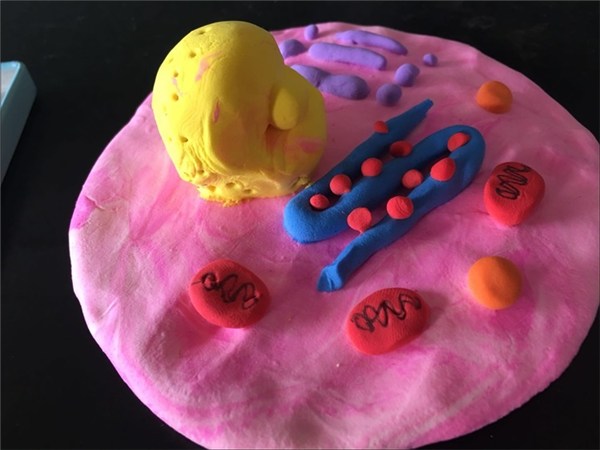 歙县中学高一生物组成功举办生物细胞模型制