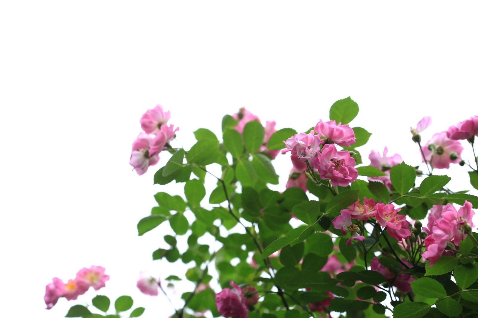 郑州街头蔷薇花开 花墙下共享单车是城市一道