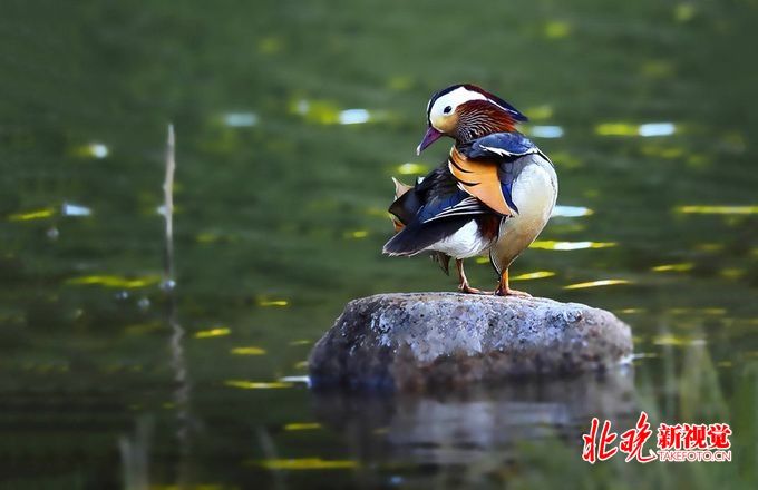 水質提高,生態環境改善 北京平谷引來白鷺鴛鴦等上百種水鳥棲息