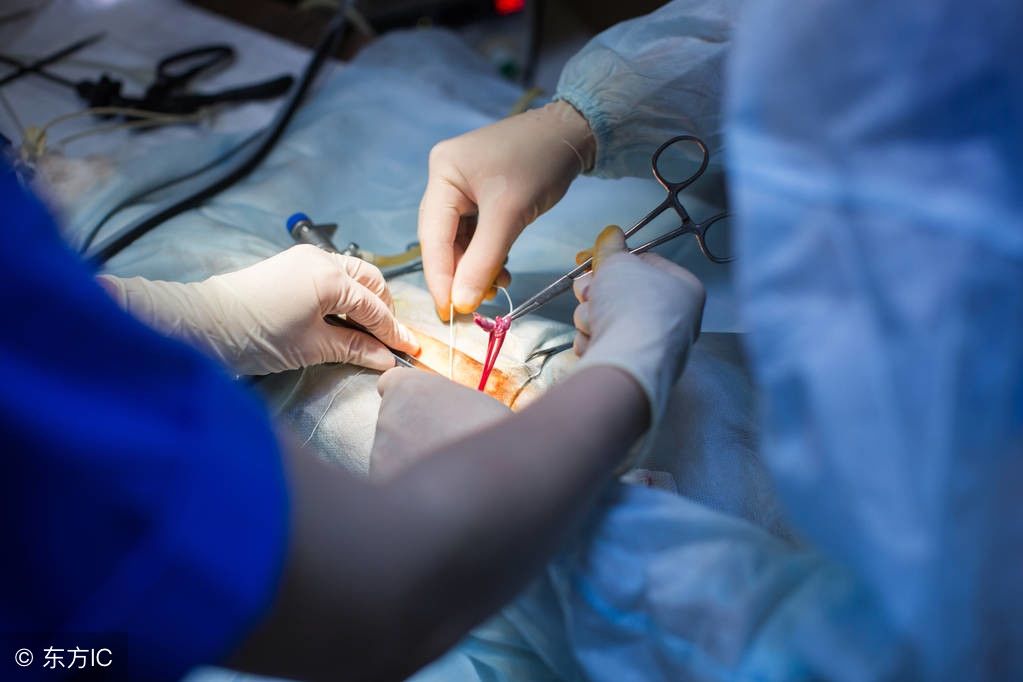 你绝对没有见过,给猫做绝育手术瞬间,喵星人麻醉后也很可爱哈