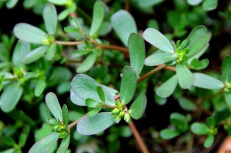 盘点马齿苋是治疗痔疮的四个小做法,个个管用