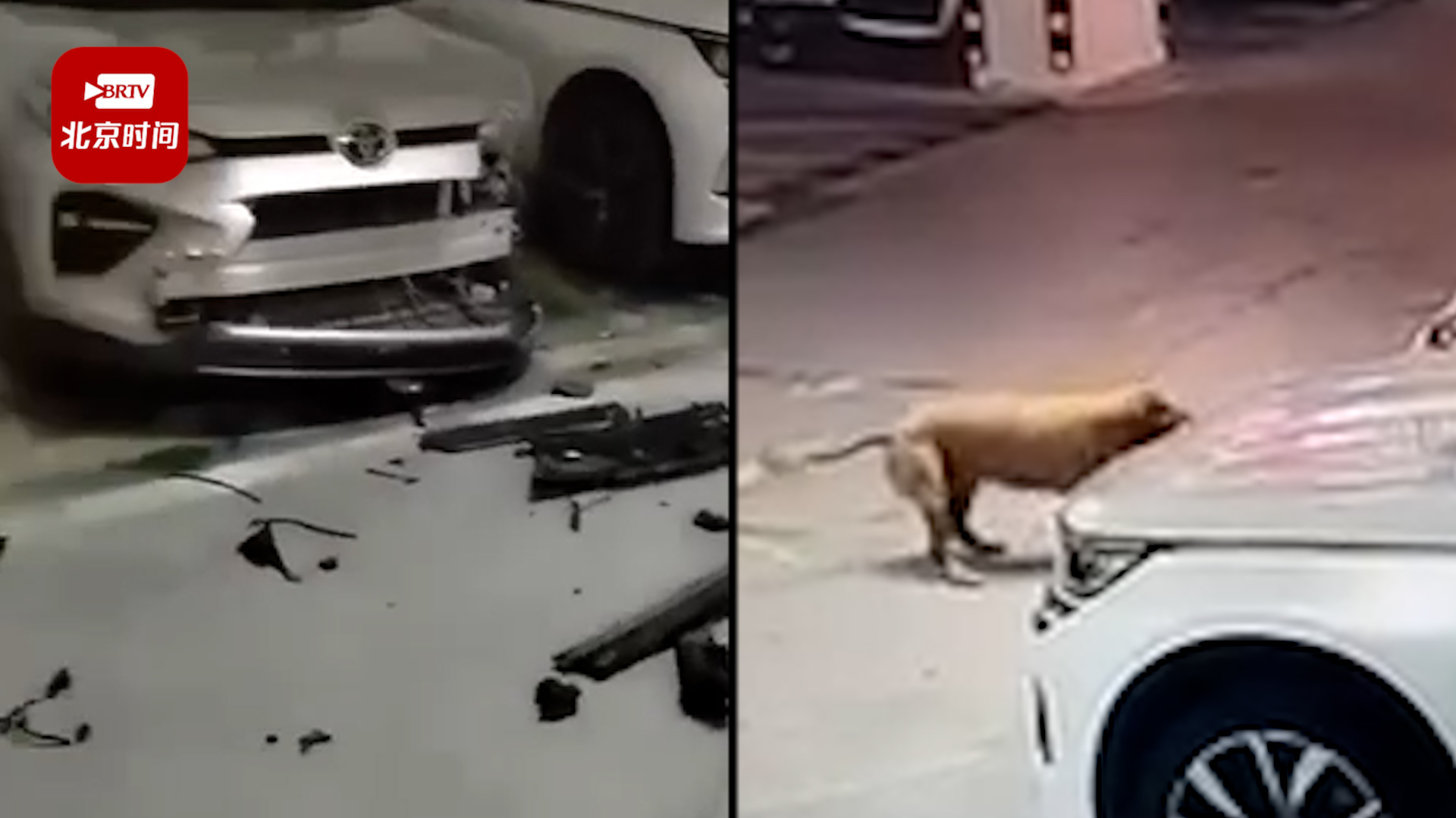 离奇车损！2只流浪狗追赶野猫冲进地库咬烂SUV