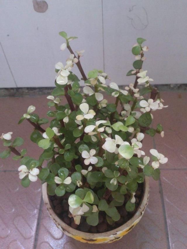 你家的马齿苋是野菜,人家的马齿苋树,种成盆