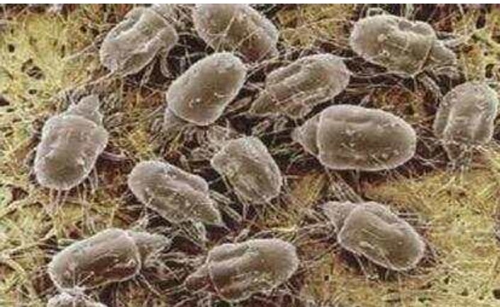 螨虫克星, 放在床垫下, 能杀死螨虫, 比晒太阳还