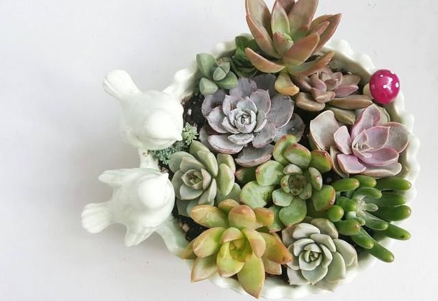 刚买回来的多肉如何种植?需要注意什么问题?