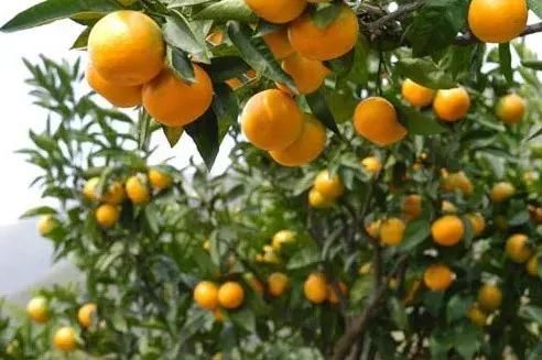 黄龙病凶猛,为了10年后能吃到橙子,转基因或许