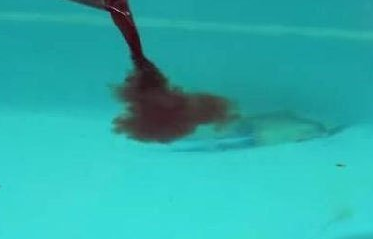 不过杰瑞米当然不是一开始就下水。因為食人鱼会因為血腥味而极度兴奋，于是先滴了几滴鲜血到泳池试试看。