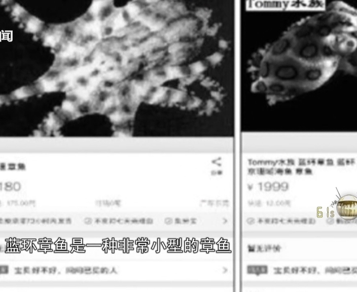 剧毒蓝环章鱼 当宠物网上卖