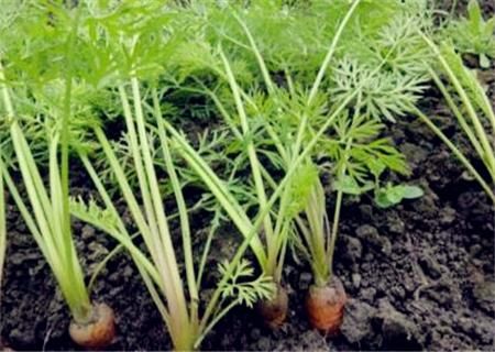 胡萝卜最佳种植时间是什么时候?种植每亩投多