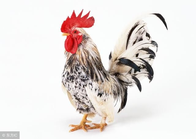 生肖鸡今年行大运:69年,81年,93年鸡姻缘佳