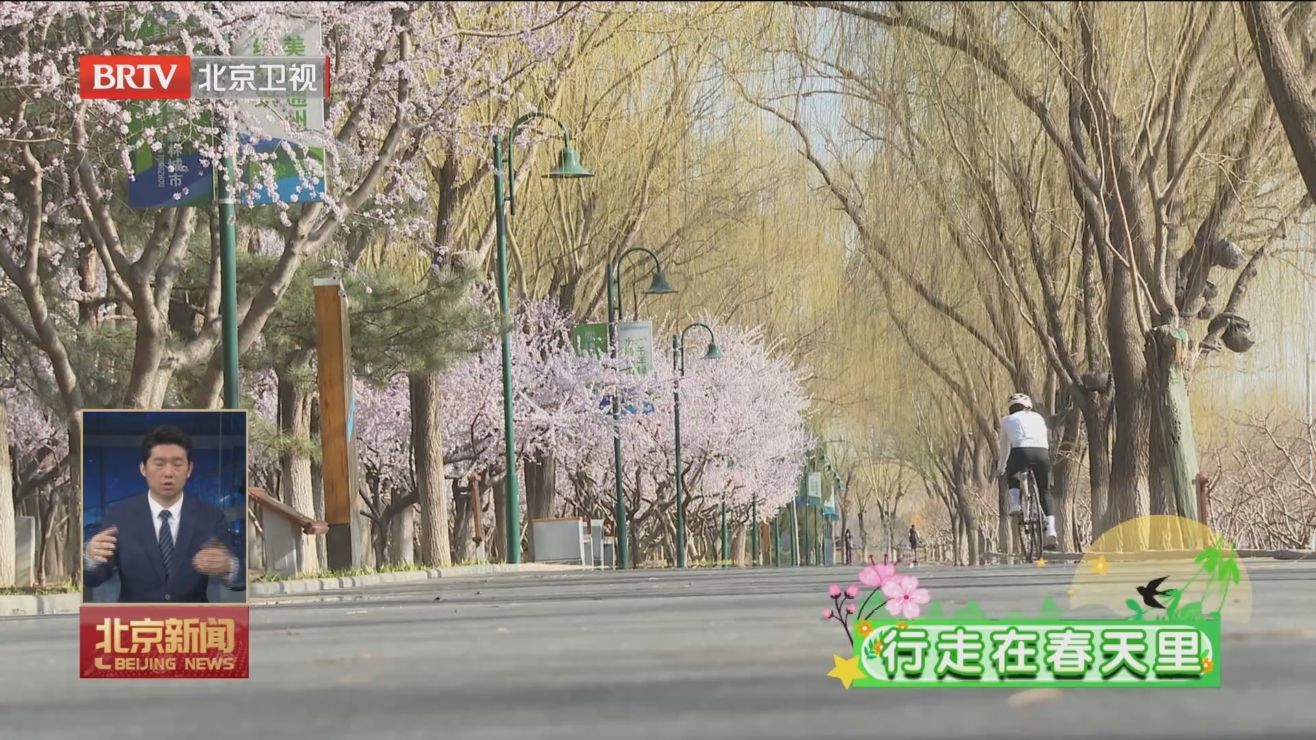 行走在春天里丨城市副中心花开灿烂 市民走出家门拥抱自然