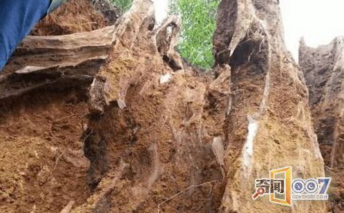 农民田里锄地挖到异物,刨出来后乐坏了! 农民田里锄地挖到异物,刨出来后乐坏了!