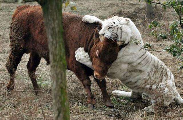万兽之王老虎单挑成年黄牛, 老虎在两个扑咬动作后竟落荒而逃