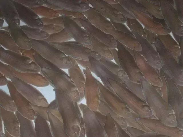 这种长得像牛舌一样的鱼!一斤价格上百元,可人工养殖!