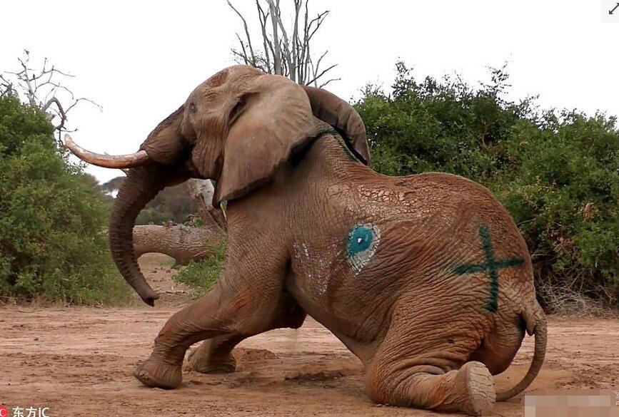 大象遭人类袭击 兽医向其投射麻醉枪后救助