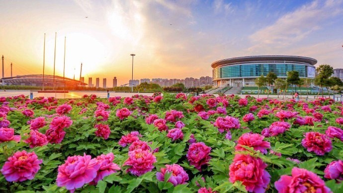 花姿绰约满城春!洛阳牡丹进入盛花期 530多个品种齐盛放! 花姿绰约满城春!洛阳牡丹进入盛花期 530多个品种齐盛放!