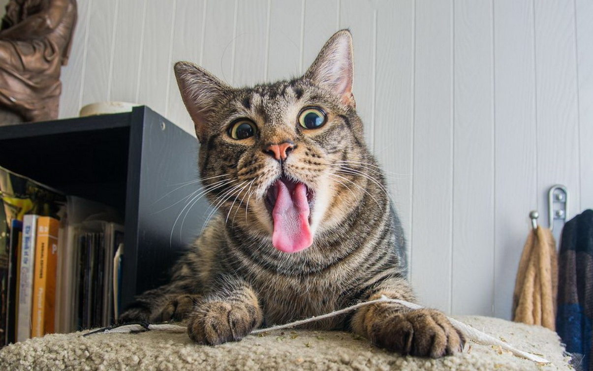 猫咪吃