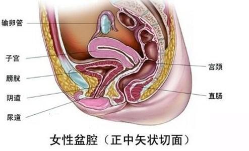 盆腔炎反反复复,它就是造成你不孕的祸首