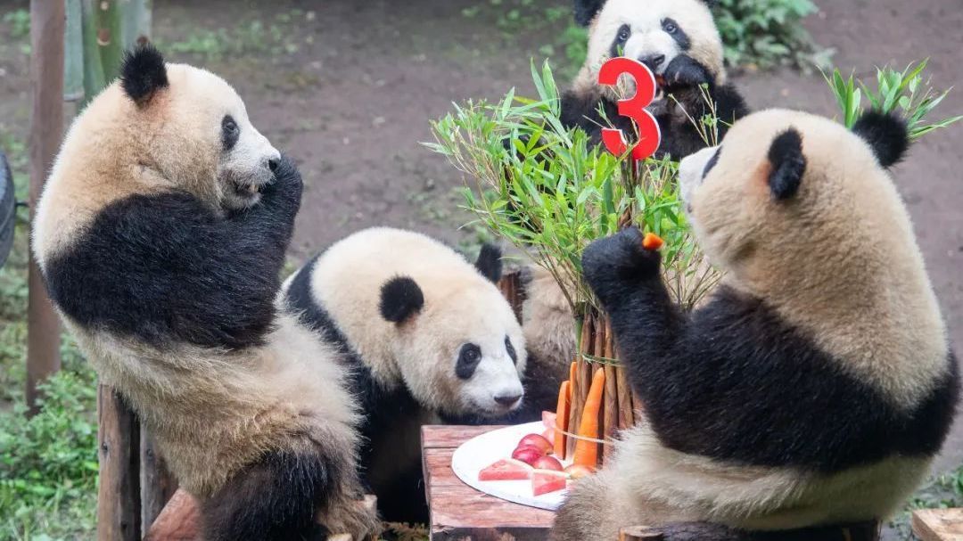 太萌了!四只小可爱“双重喜庆”“围炉煮茶”享用美食萌态十足 太萌了!四只小可爱“双重喜庆”“围炉煮茶”享用美食萌态十足