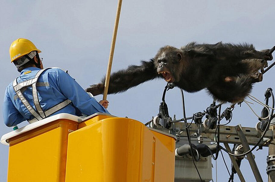 日本凶猛猩猩爬电线杆欲逃 被射麻醉枪 日本凶猛猩猩爬电线杆欲逃 被射麻醉枪