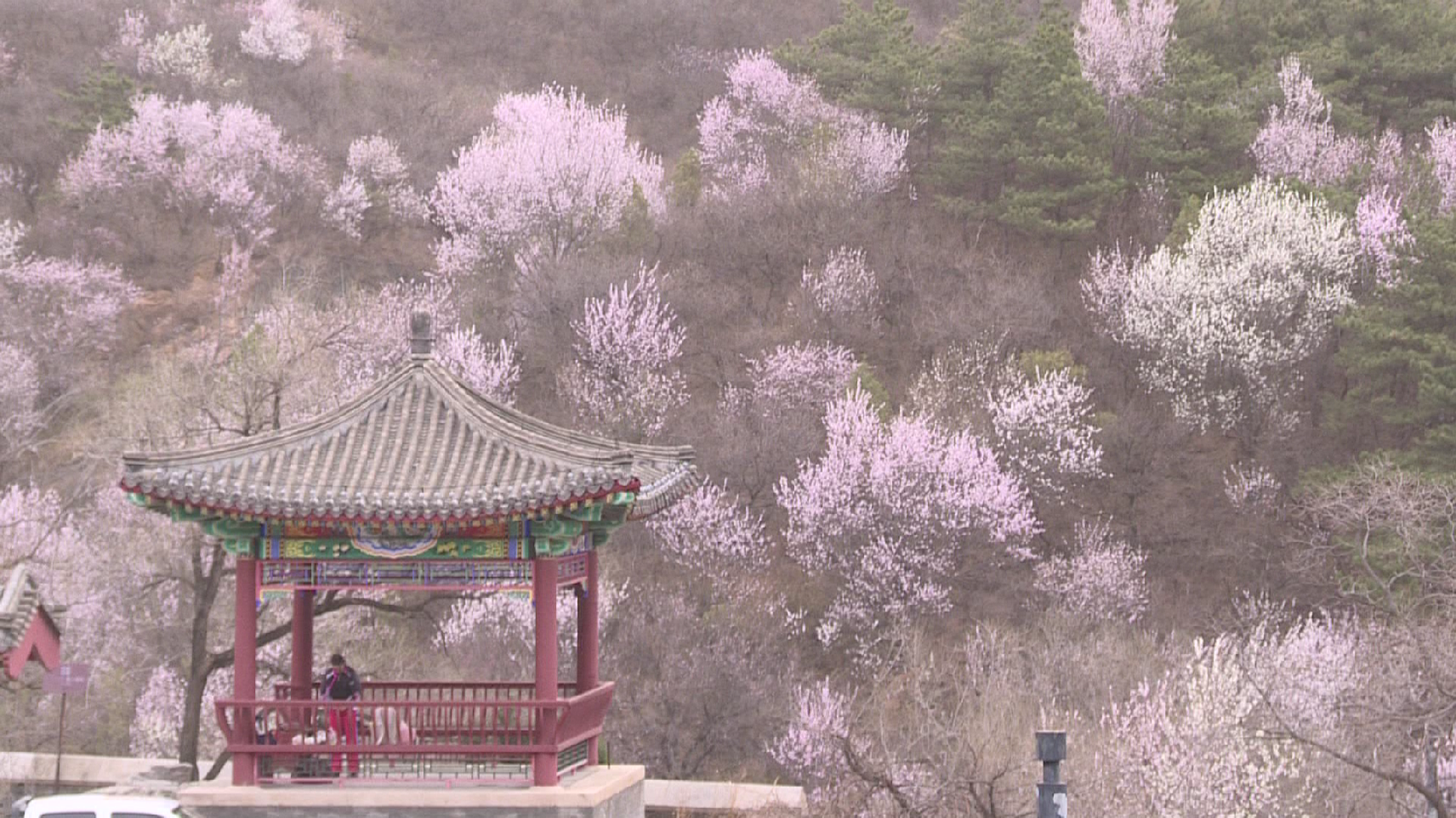 繁花盛开正当时 岭上飘香客自来