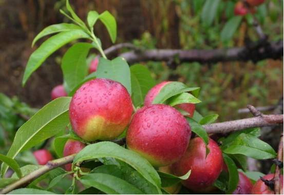 产自西藏的这些水果你知道多少?