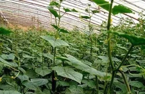 没文化做什么生意好?农村女人做什么生意赚钱