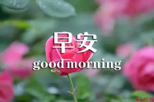 最新早安图片鲜花带字 发朋友圈早安心情说说