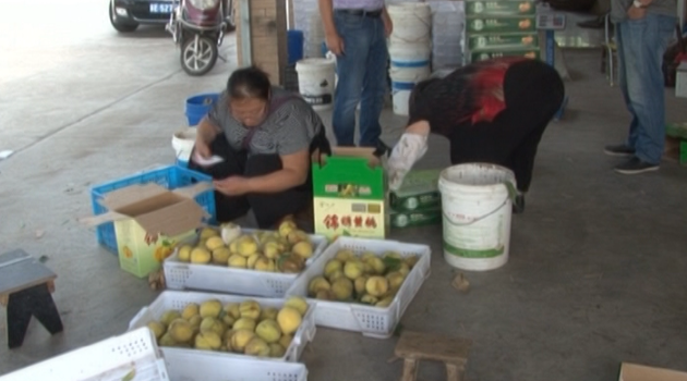 首届中国全媒体公益年会:援梦-黄桃丰收 滞销愁人 首届中国全媒体公益年会:援梦-黄桃丰收 滞销愁人