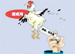 白羽鸡45天就能上餐桌,到底能吃不?