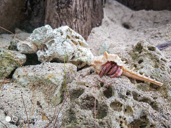 雷军:忘了单反吧,旅游有这部小米手机就能惊艳