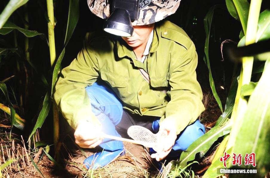 在宁阳县,每年8月份都有一批"蟋蟀猎人",凌晨时分走进田间地头,抓蟋蟀