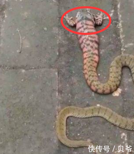 怪物 蛙头蛇身 桃蓉 新浪博客 怪物 蛙头蛇身 桃蓉 新浪博客