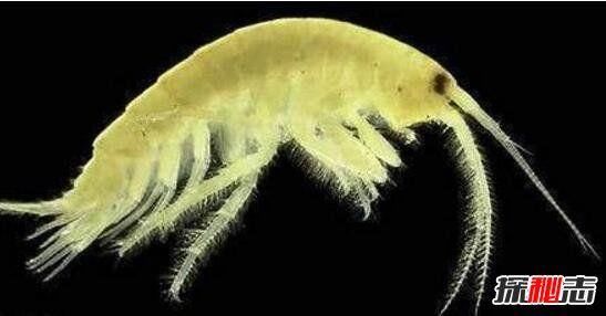 海底一万米有哪些生物?海底一万米恐怖生物图