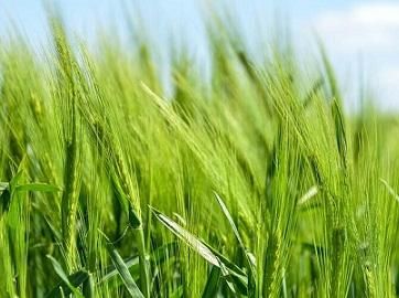 日本网民热议:日本自给率那么低,如果被中国美