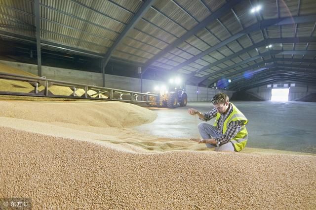 河南2018年产新麦目前价格情况如何?后市价格