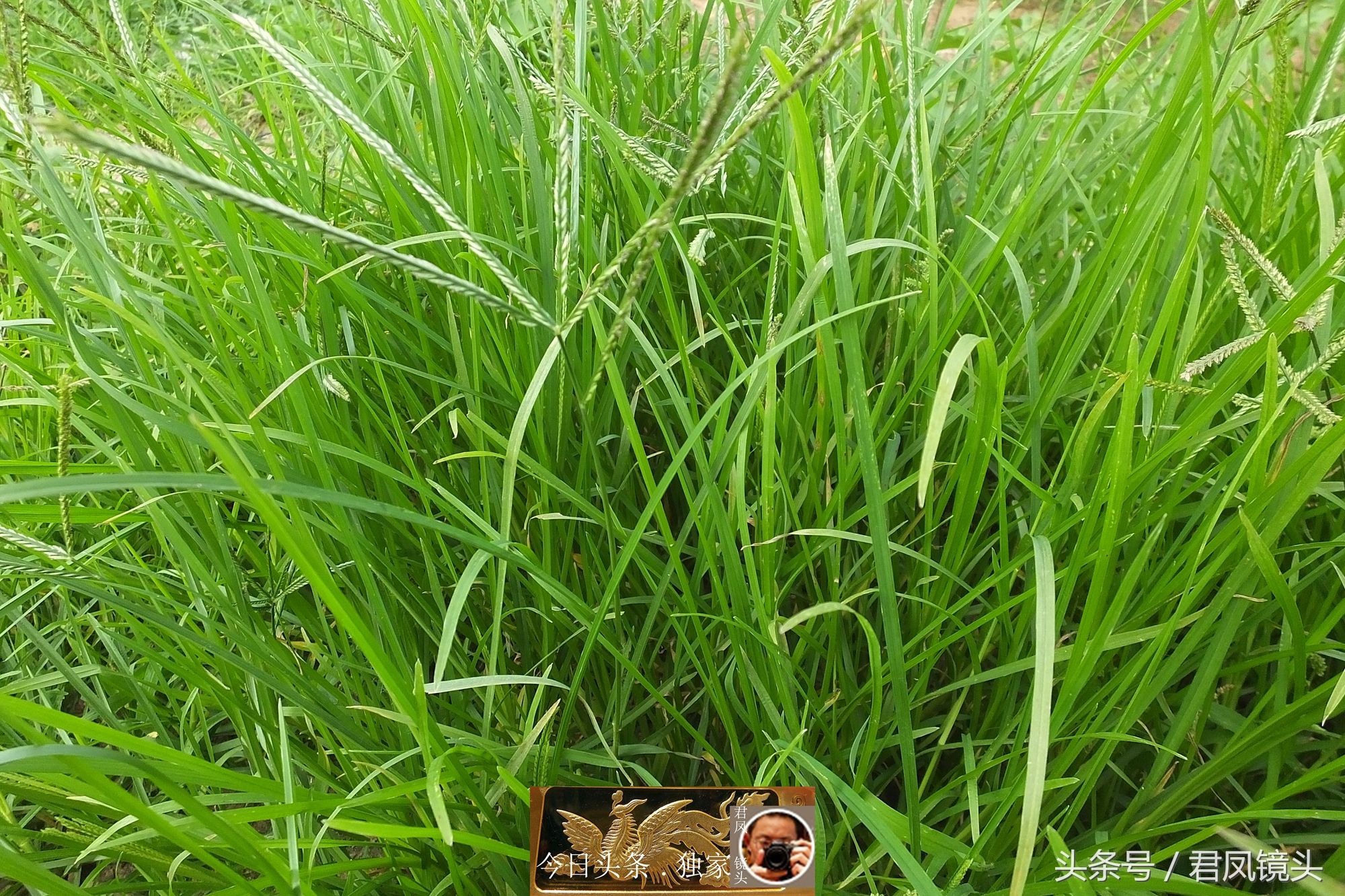 中草药摄影:牛筋草,可做动物饲料,防治乙脑!可