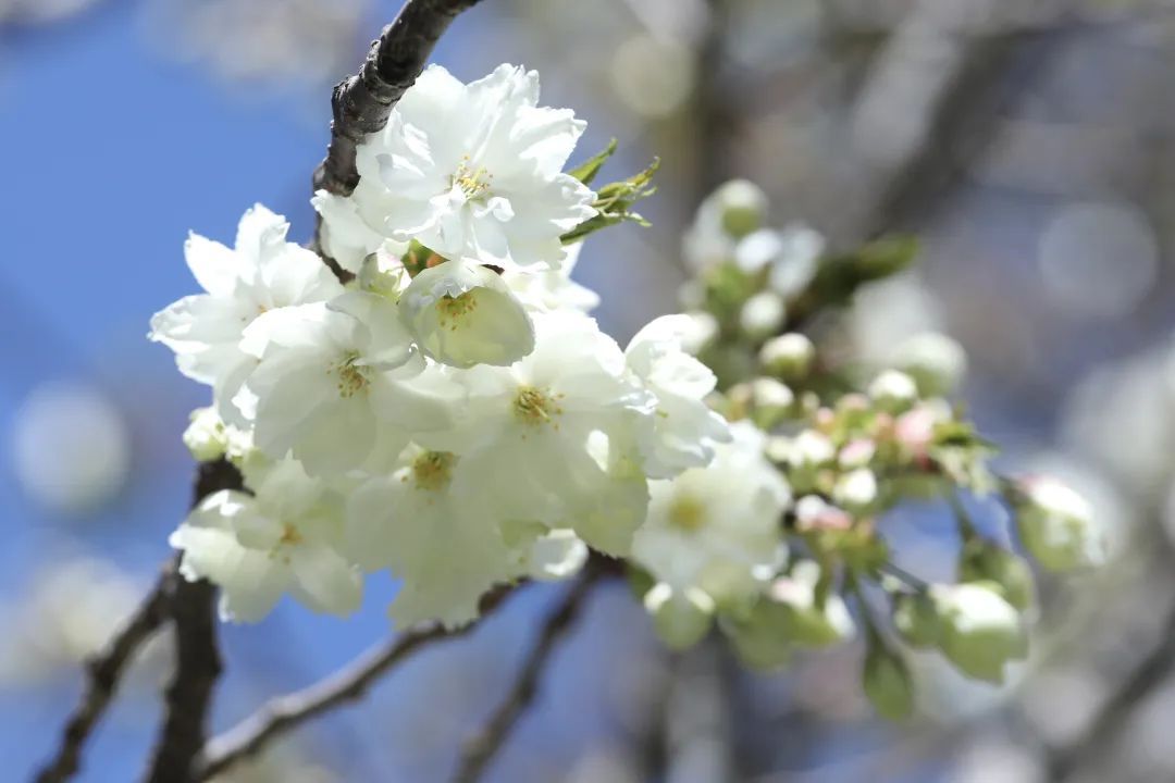 春天的浪漫,樱花占一半!郁金、关山、松月……玉渊潭晚樱正盛放 _北京时间