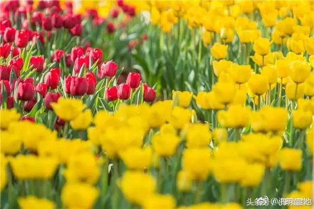 广州周边最适合踏春赏花地盘点,带上父母小孩