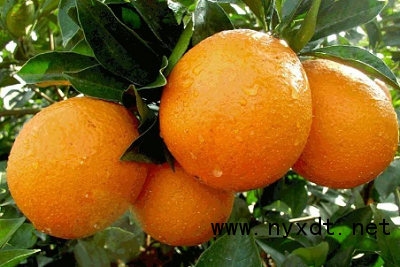 农业果树种植:脐橙高产管理及防寒抗冻技术