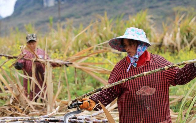 广西农村里的高收入越南人,你知道他们一天的